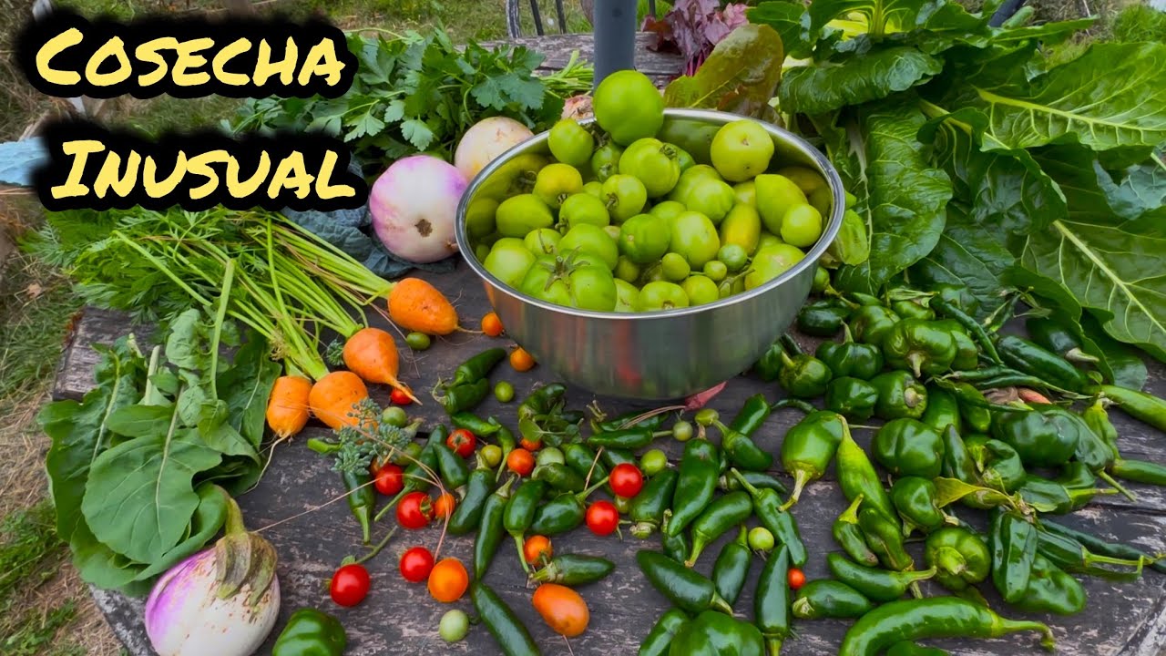 Cosecha Inusual Antes de la Helada  ❄️
