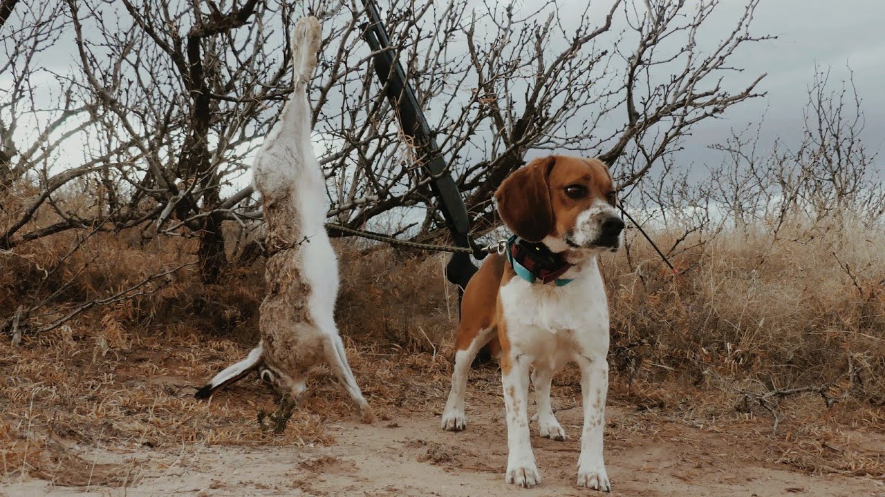 Beagle Hunting GIANT rabbits on a windy day, - YouTube