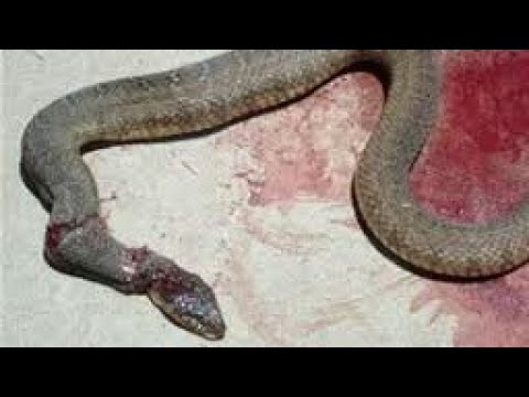 Видео: Повече за гърмящи змии и кучета - Обучение за отвращение от гърмящи змии за кучета