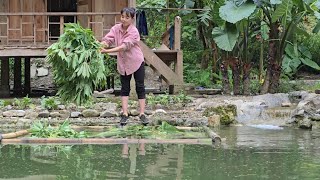 Take Care Of Animals, Create A Yard For Chicken Feed_Daily  Life / Lý Thị Ninh.