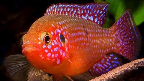 cá kim cương đỏ 5k/con