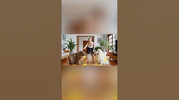 Hùng Trọc mách bố Capy tô vàng con chó 100 tỷ #capybara #shorts