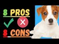 Jack Russell Terriers (8 Pros and 8 Cons of Adopting And Raising A Jack Russell)