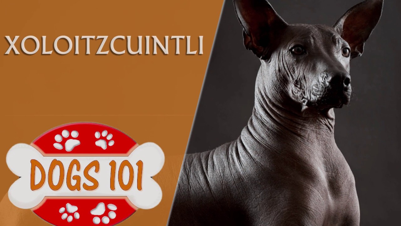 are mexican hairless dogs good pets