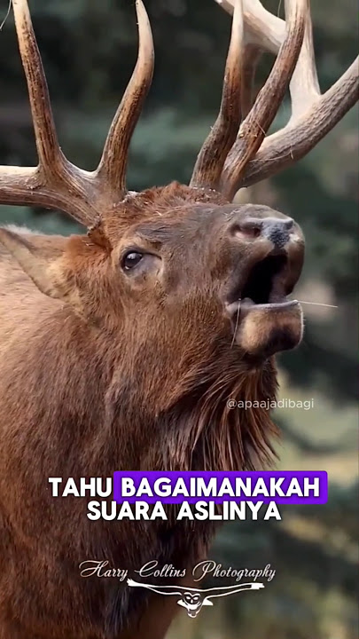 Diluar Dugaan! Inilah Suara Asli dari Rusa Jantan 🦌 #unik #faktaunik #hewanunik