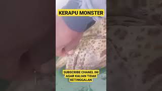 Kerapu Monster Bos