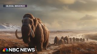 A modernday woolly mammoth may be just a few years away, biotech company says