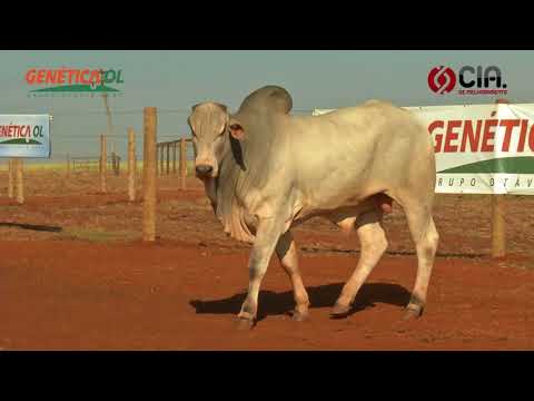 Lote 33 V9125315 - Bateria 7 - Leilão de Touros Genética OL - 2017