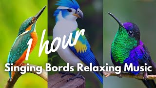 Singing birds | Relaxing Music |MelodicRainDrops | 093