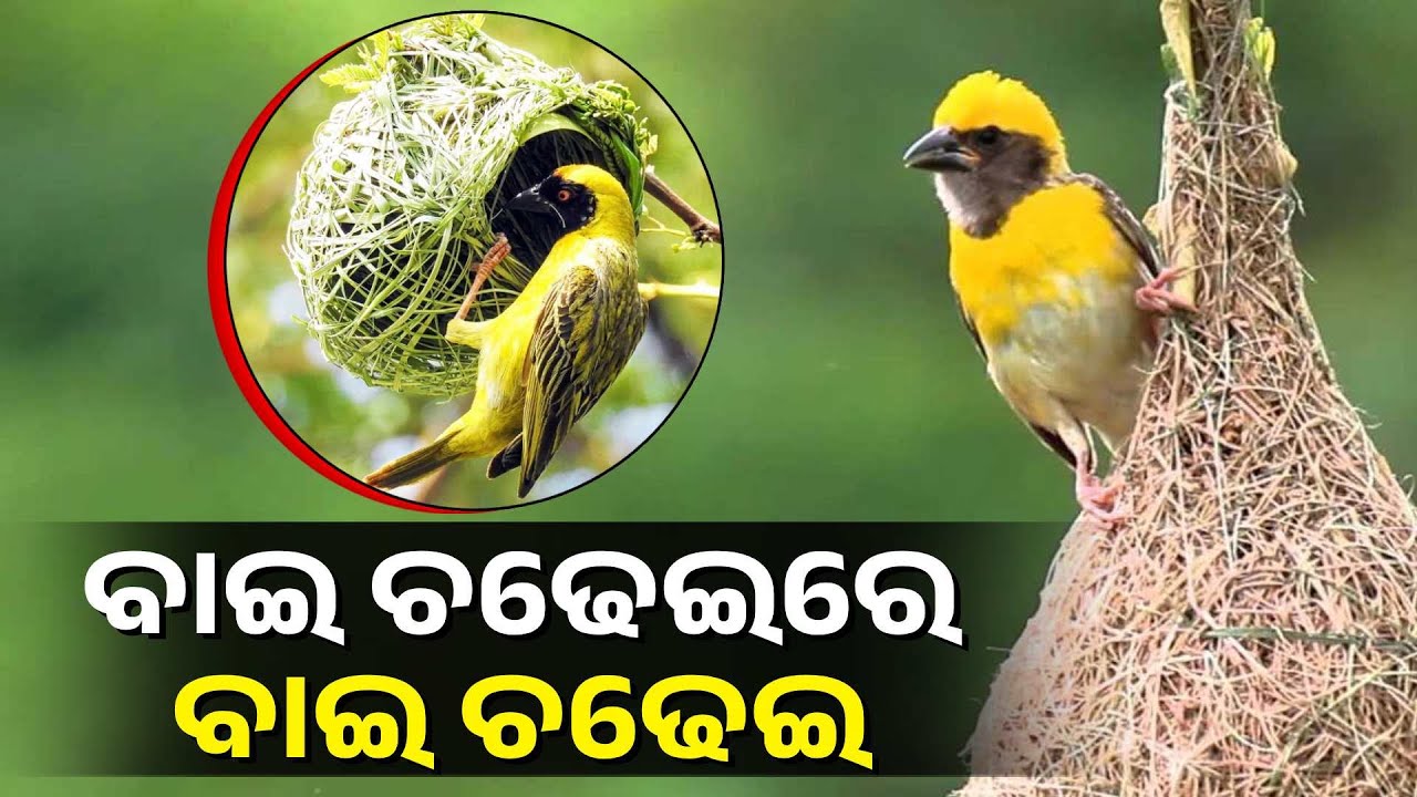 ଜୀବନରେ ଯେତେ ଝଡ ବତାସ ଆସିଲେ ମଧ୍ୟ କିଭଳି ସେଥିରୁ ବଞ୍ଚିବା ମଣିଷକୁ ଶିକ୍ଷା ଦିଏ ବାଇ ଚଢ଼େଇ