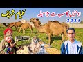 Kalyam Shareef Mela 2023|The biggest camel Festivel🐪|Baba Fazal Shah Kalyami|Apna Kashmir