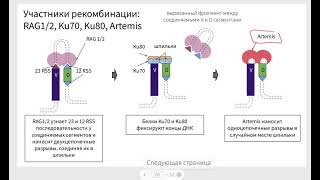 VDJ рекомбинация и разнообразие рецепторов Т и В клеток