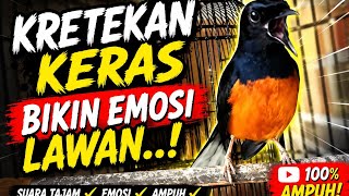 Murai batu gacor full isian terbaik cocok untuk membakar EMOSI lawan.full tembakan rapat dan besetan