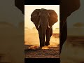 Elephant Saved the Tiger & Her Cub 🐘🐅 | Epic Paw Rescue 4K Story #EpicPawRescue #wildlife #4K