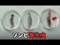 (衝撃注意) 魚をゾンビ化させる寄生虫の解剖