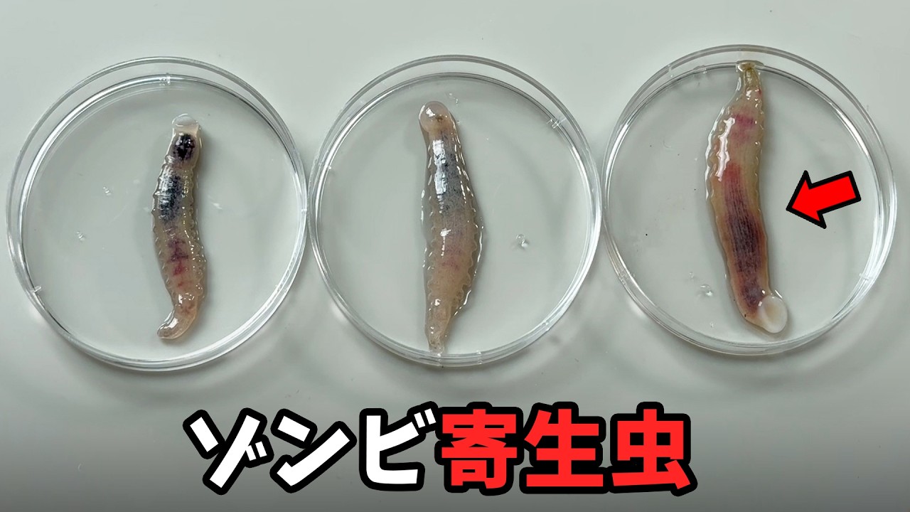 (衝撃注意) 魚をゾンビ化させる寄生虫の解剖