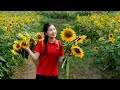 Harvesting sunflower  2 year alone in the forest  ella daily life