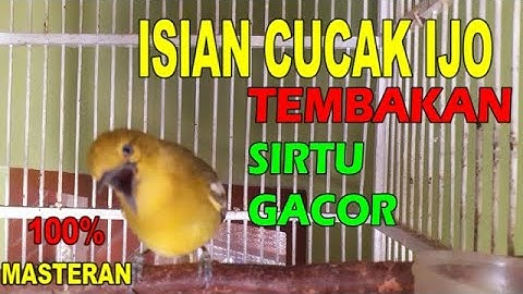 ISTIMEWA !! SIRTU/CIPOH GACOR ISIAN CICAK IJO | TEMBAKAN JOSS