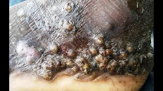 Javan of Ebukobelo in terrible condition Revisited (6 of 7)
