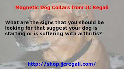 Magnetic Dog Collars Help Dogs with Arthritis?