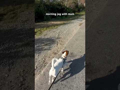 Jogging with a jack russell
