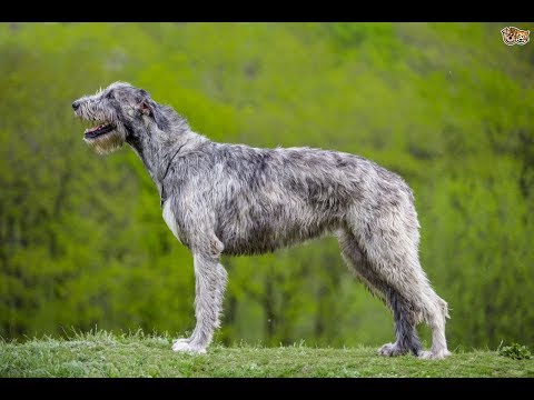 Video: Grandes nombres de perros gaélicos para un perro lobo irlandés