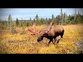 Charged by a huge bull moose
