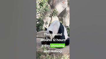 Adorable Panda Facts | Discover the Fascinating World of Pandas | Information Unpacked | #Shorts