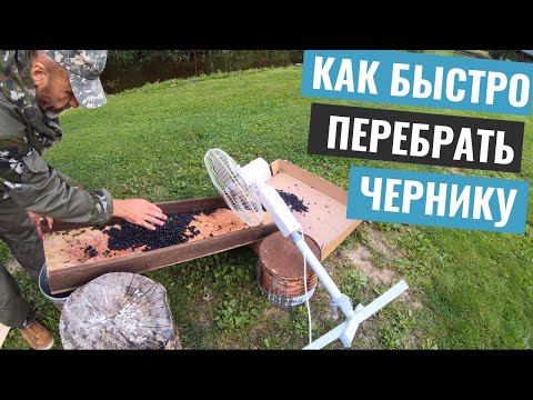 Черника - собирать руками или комбайном? Как быстро перебрать чернику