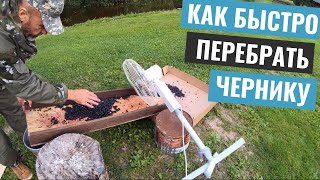 Черника - собирать руками или комбайном? Как быстро перебрать чернику