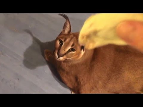 Big Floppa Caracal GIF - Big Floppa Floppa Caracal - Discover