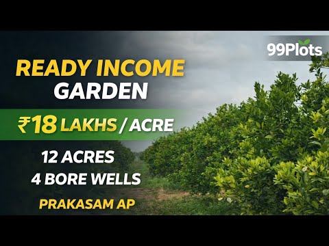  | Sweet Lemon Garden | Full income | Redsoil | 4 Borewells | 12 Acres | ₹18 Lakhs/Acre | #Prakasam