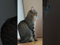 ミルに怒られるティガー#shorts #猫