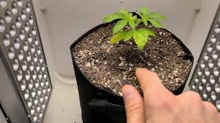 Micro Grow Update 6!