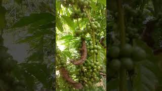 Kopi Stek Sialang Tinggi U0026 Sialang Big Umur 2tahun Tapi Buah Dan Pertumbuhanya Sangat Bagus