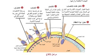 التنامي الجنيني الإلقاح 