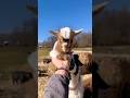 Goat Sound || Bakri Ki Awaz 😊 #goat #bakra #animals #bakri