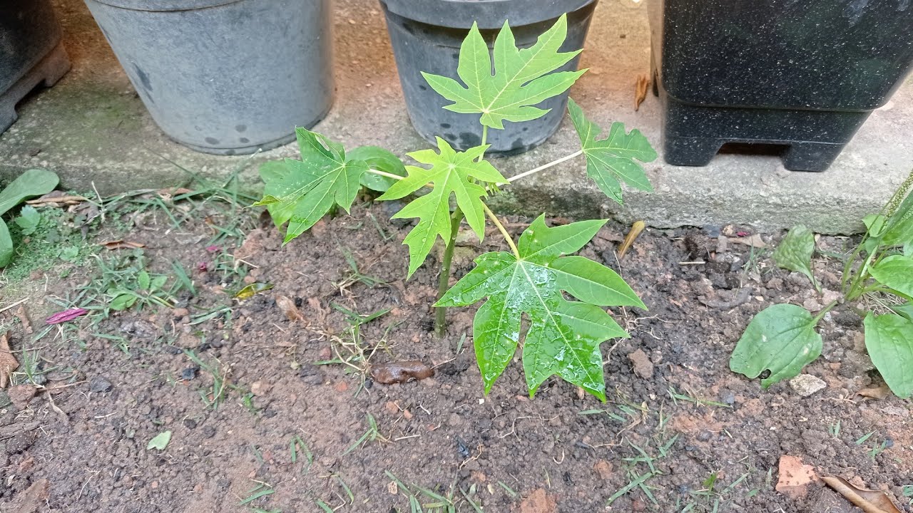 plantando-mudas-de-mam-o-youtube