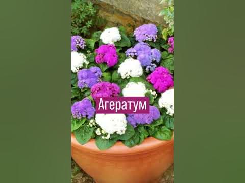 Цветы на весну #растения #сад #цветы - YouTube
