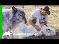 LARC's Best Rescue Success Stories | Wolves and Warriors