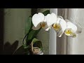Обзор цветущих Орхидей на даче