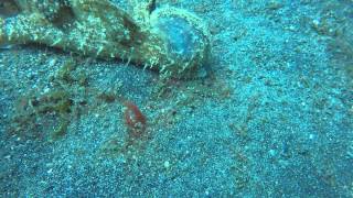 Melibe Nudibranch in Lembeh