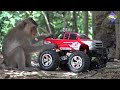 Best funny videos monkey flying car The intelligent monkeys playing RC Truck
