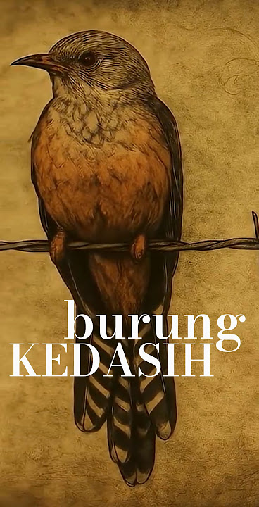 'Burung Kedasih: Pertanda Kematian atau Hanya Mitos?' | jeritan burung kedasih |