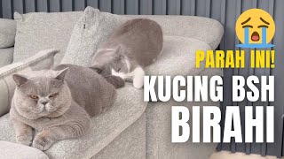 ZILL BIRAHI PARAH, BEGINI RESPON ZAC!  KUCING BRITISH SHORTHAIR BIRAHI PARAH.