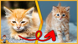 Raising Foster Kittens: Essential strategies and expert tips for healthy kittens by Our Pets Health 156 views 2 months ago 6 minutes, 4 seconds