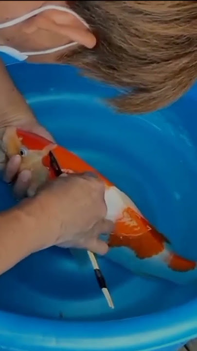 CUTTING KOI IN JAPAN
