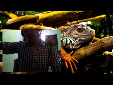 Video: Iguana Verde - Iguana Iguana Reptil Raza Hipoalergénica, Salud Y Vida útil