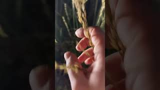 Щучка - эффектное злаковое растение