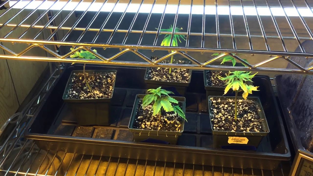 Growing cannabis: Day 30 of flower. Post Michigan cannabis cup!!